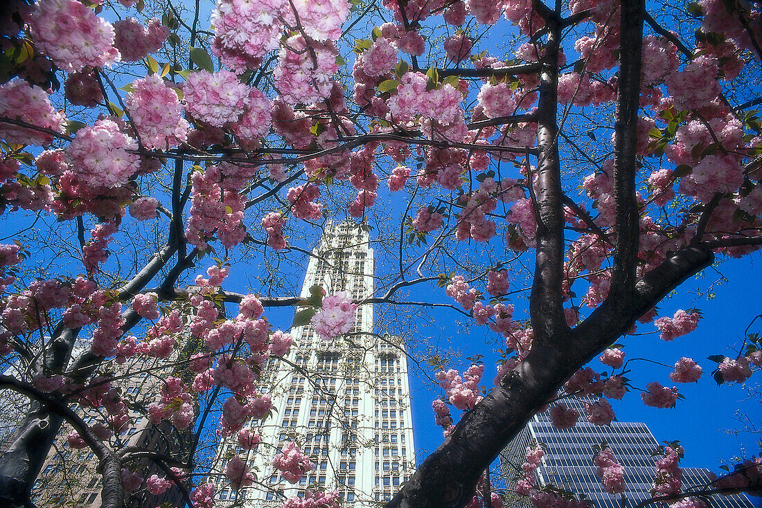 Cherry blossom, Woolworth Building, New York City, USA