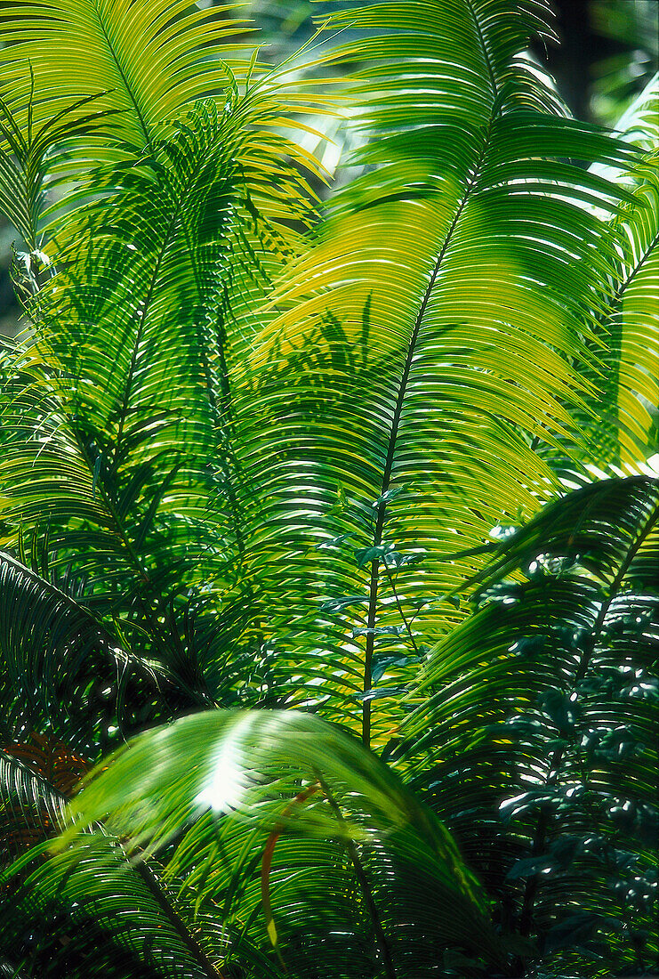 Palmen im Sonnenlicht, Coyaba Garden, Ochos Rios, St. Ann, Jamaika, Karibik, Amerika