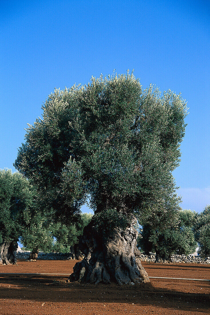 Olivenbäume im Sonnenlicht, Apulien, Italien, Europa