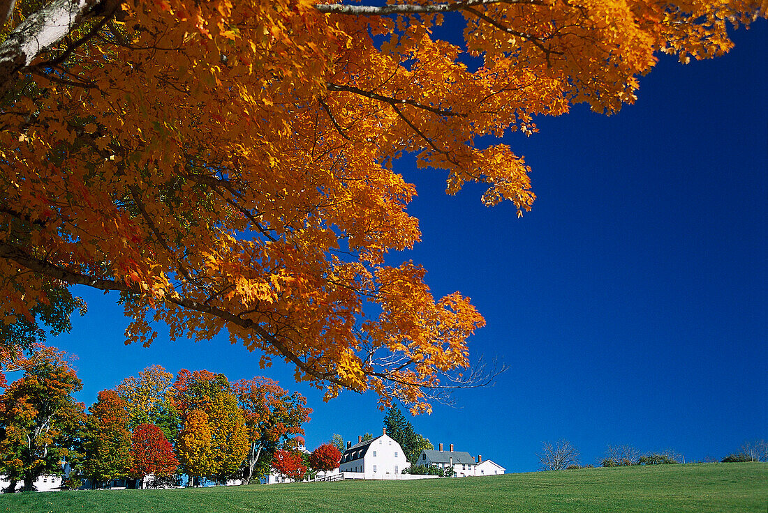 Houses and trees of Shakerdorf under blue sky, Canterbury, New Hampshire, New England, America