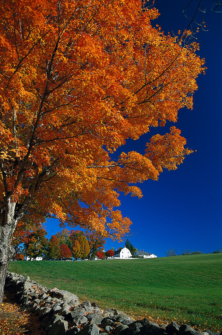 Häuser und Bäume in Shakerdorf unter blauem Himmel, Canterbury, New Hampshire, Neuengland, Amerika