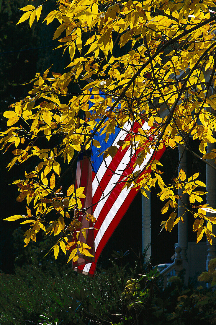 American flag behind autumnal leaves in the sunlight, New England, USA, America