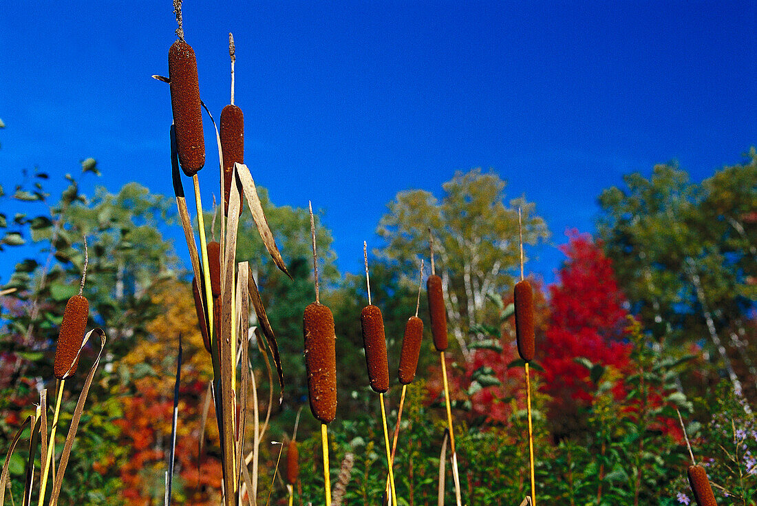 Indian Summer, Neu-England USA