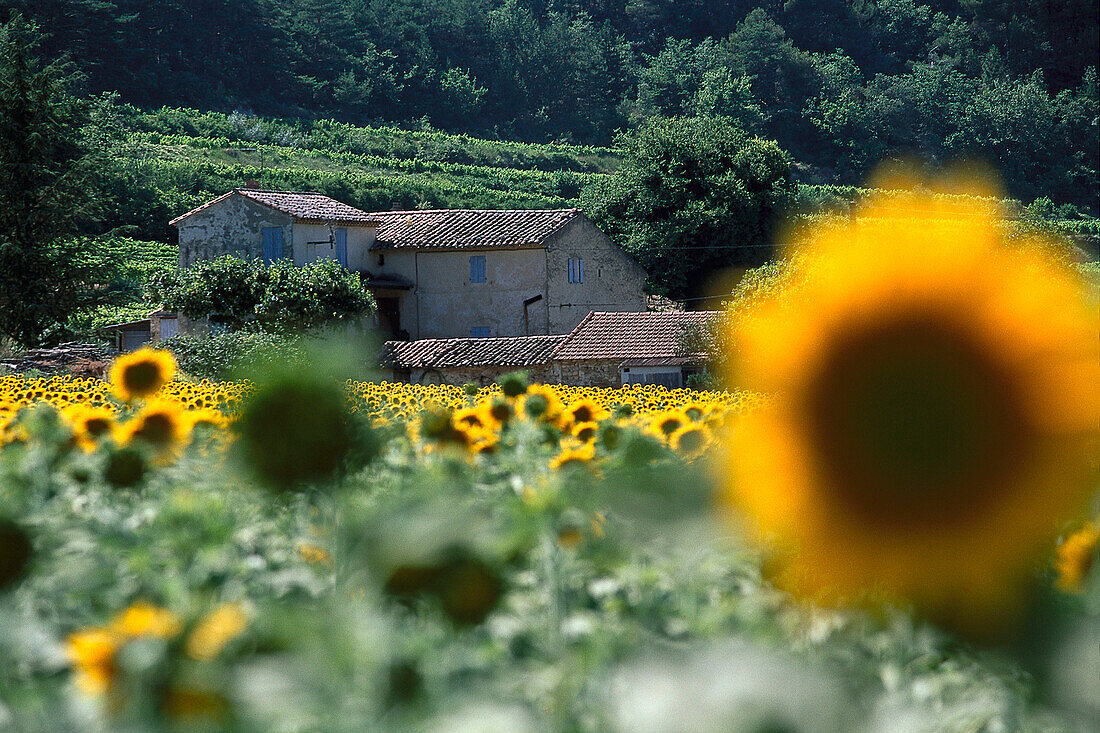 Field of Sunflowers, near Malaucene Provence, France