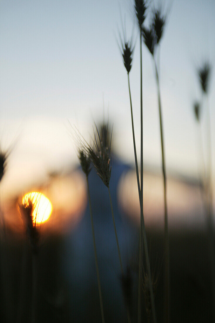 Sonnenuntergang, Frau im Getreidefeld, Unschärfe, Atmung
