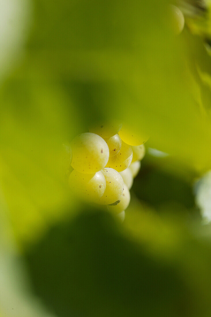 Bunch of grapes, Bunch of grapes, Bunch of grapes, Styria, Austria, Wine Fruit vine