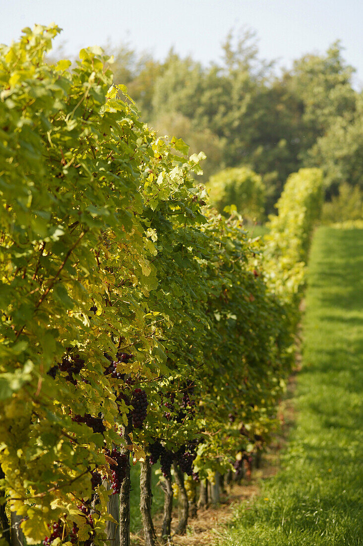 Vineyard , Vineyard in Styria, Austria, Vineyard , Styria, Austria, Wine Tradition Styria, Austria