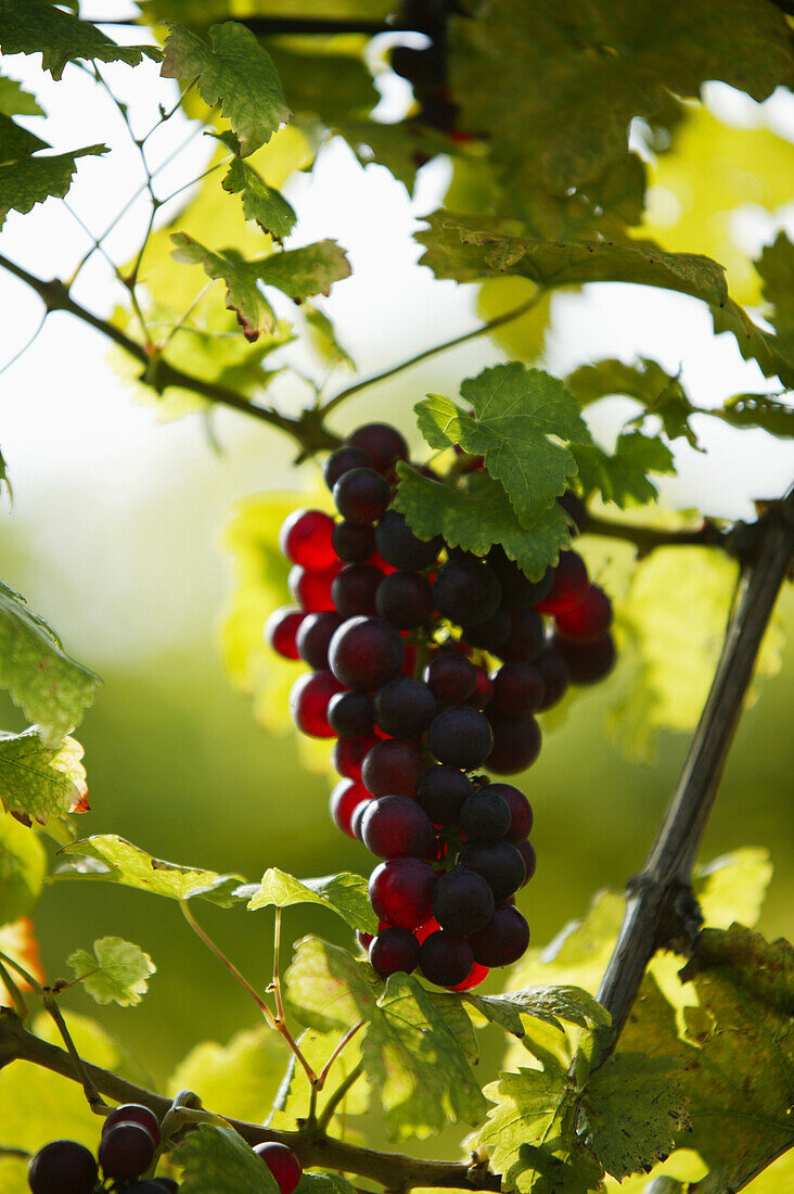 Bunch of grapes, Styria, Austria