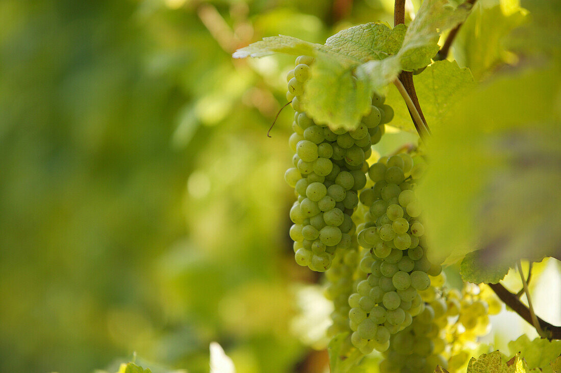 Bunch of grapes, Styria, Austria