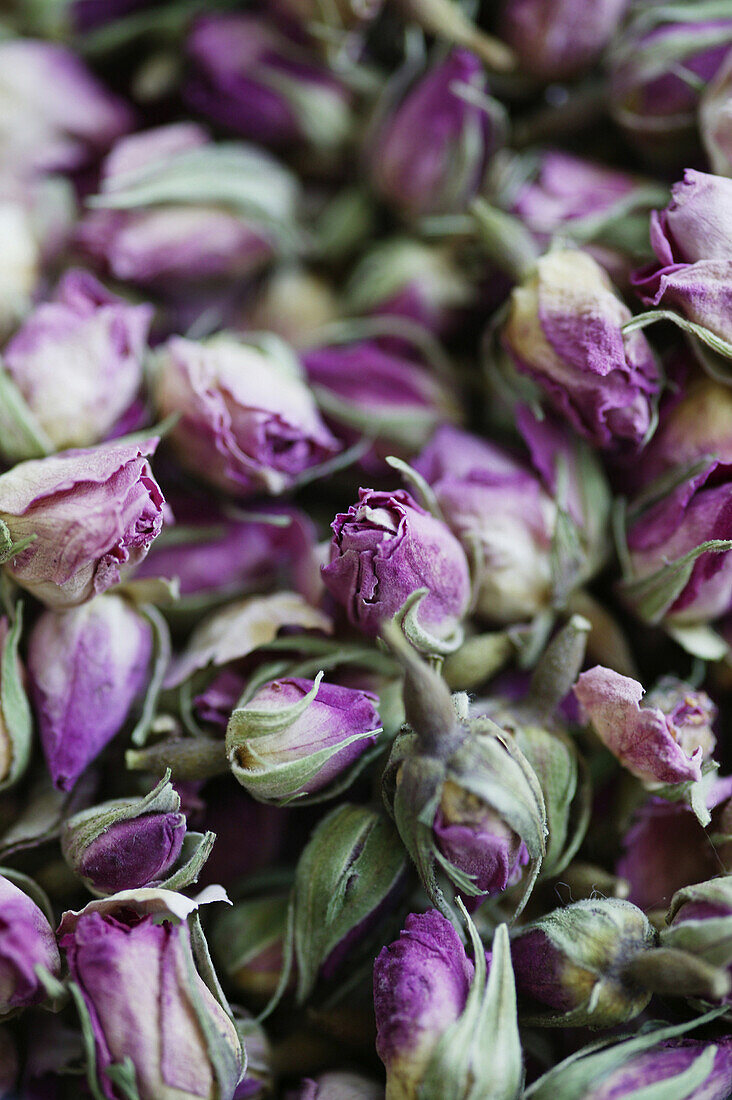 Purple rosebuds