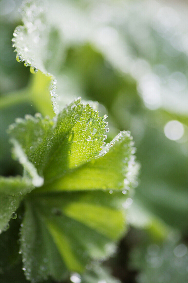 Plant with water drops