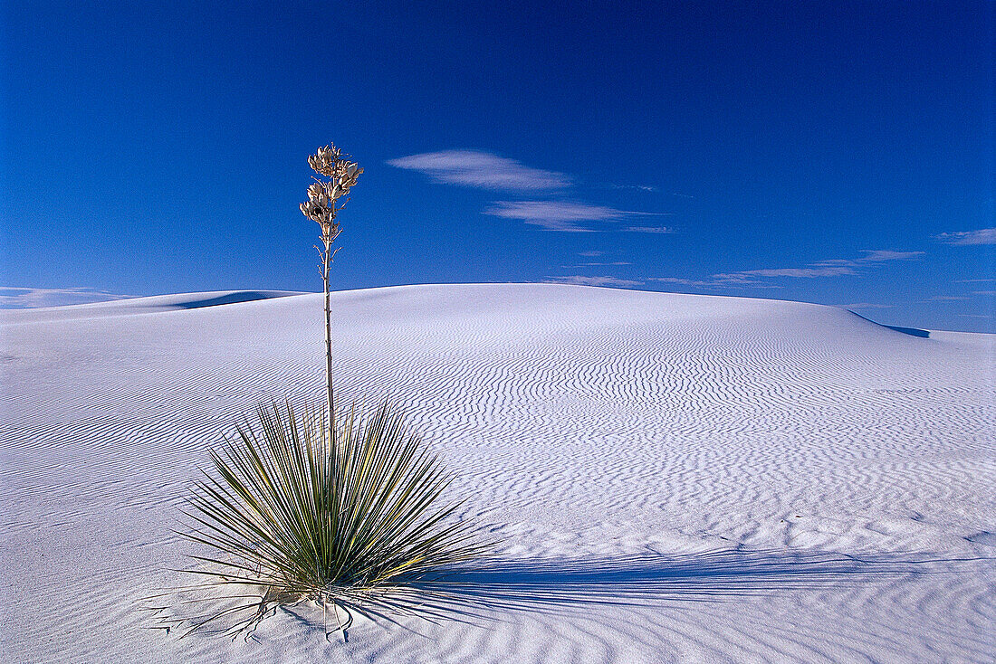 Pflanze umgeben von Sanddünen, Wachstum, White Sands, New Mexico, USA