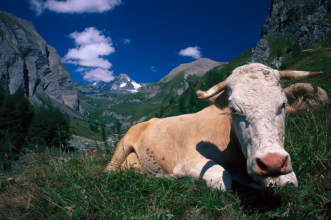 Almkuh mit Großglockner, Hohe Tauern, Salzburger Land, Österreich