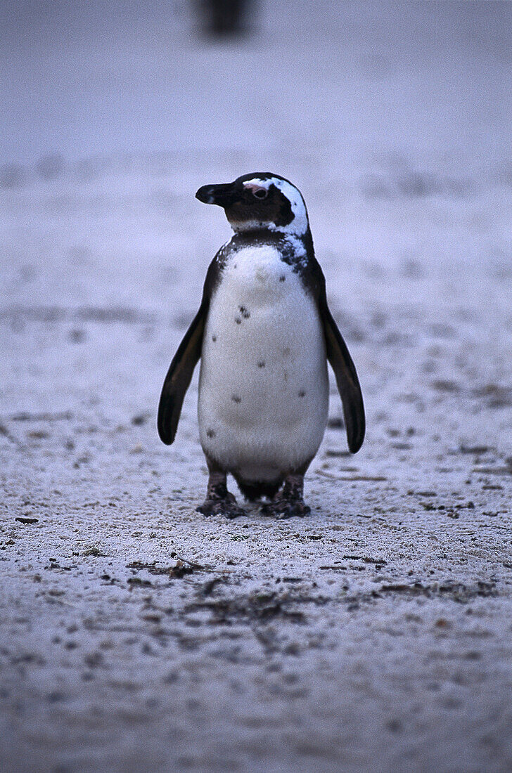 Penguin Brillenpinguin, , St. Simon, Cape Town South Africa