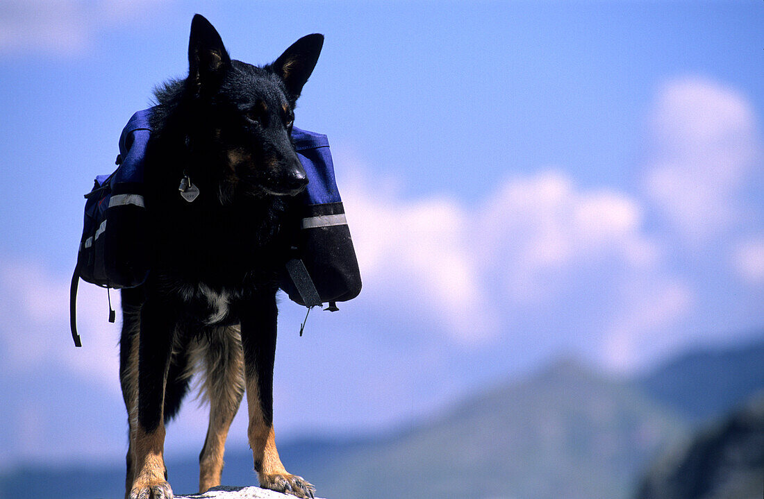 Dog with Backpack, Alps