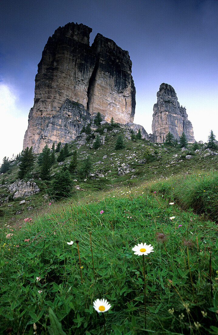 Alpine pasture with oxeye daisies, Cinque Torre, Cortina d'Ampezzo, Dolomites, South Tyrol, Italy