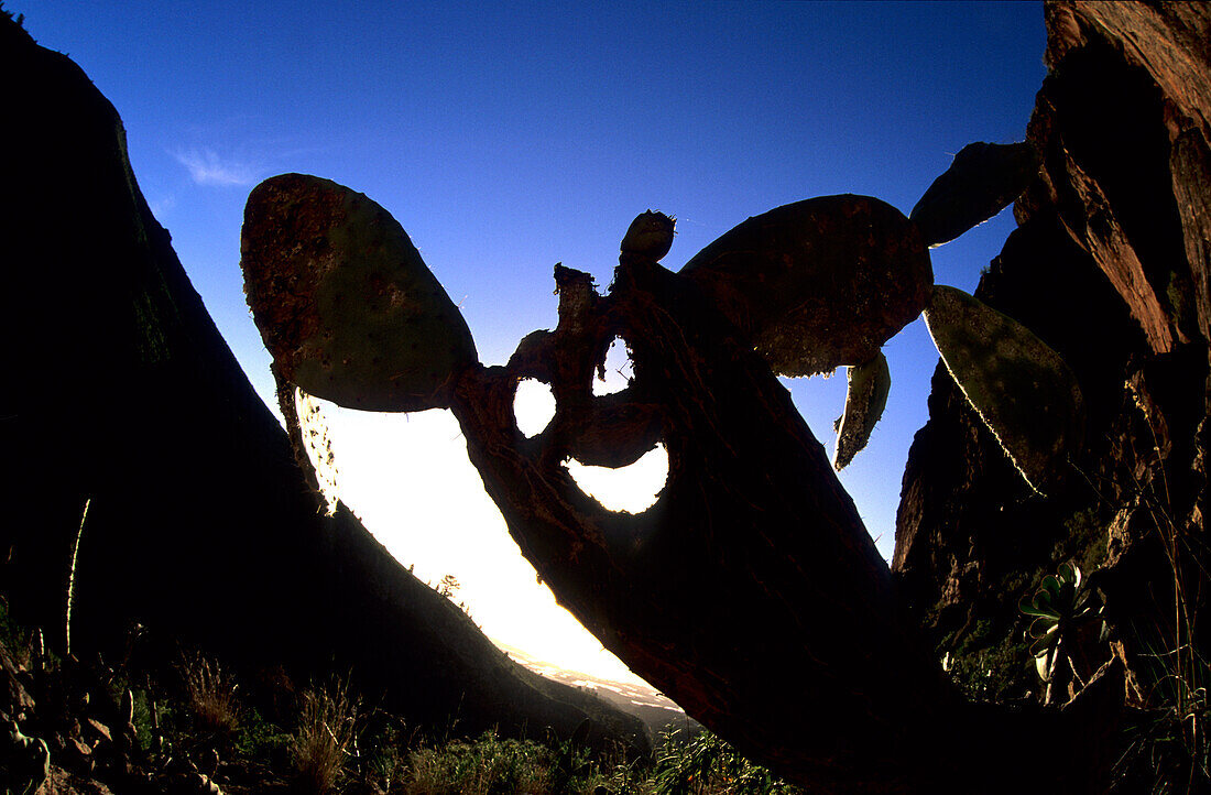 Cactus with smiling Face, Tenerife Canary Islands, Spain