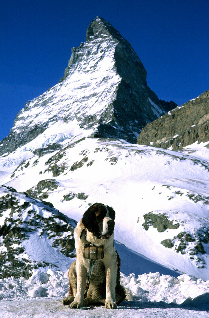 Saint Bernard posing in front of the Matterhorn 4478m, Zermatt, Switzerland