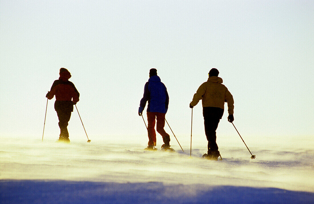 Three snowshoers on snow plain, Muehlviertel, Upper Austria