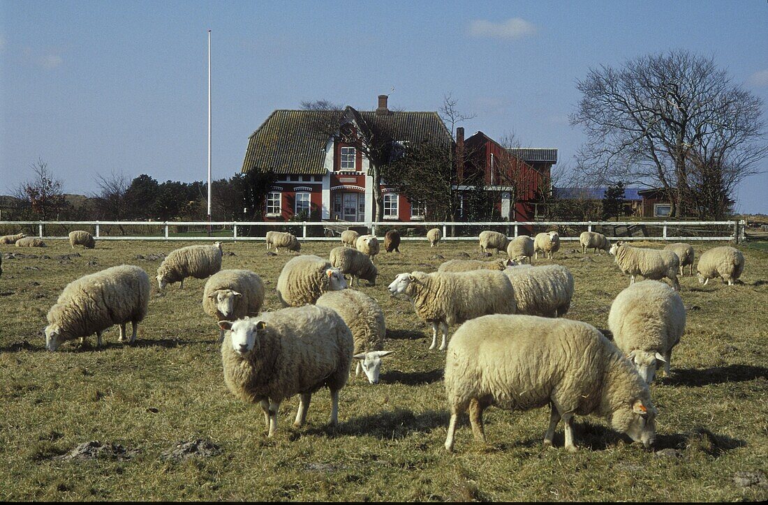 Sheeps before Farmhouse, Romoe, Juetland Denmark