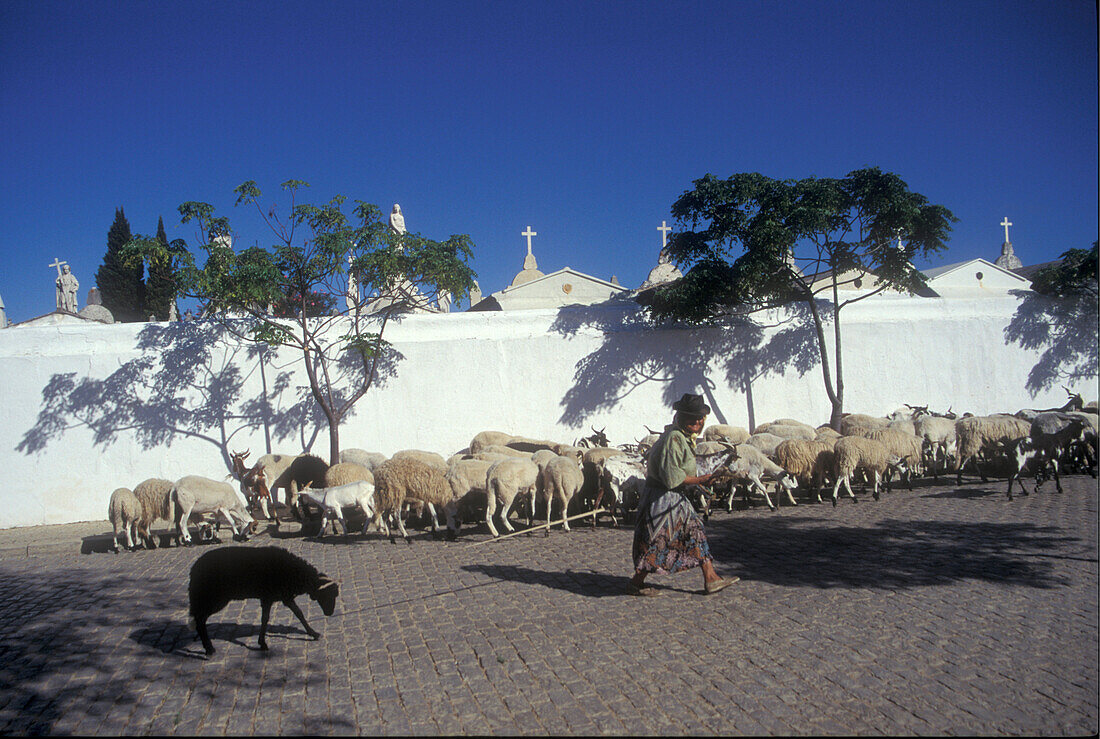 Shepherd, Loule, Algarve Portugal