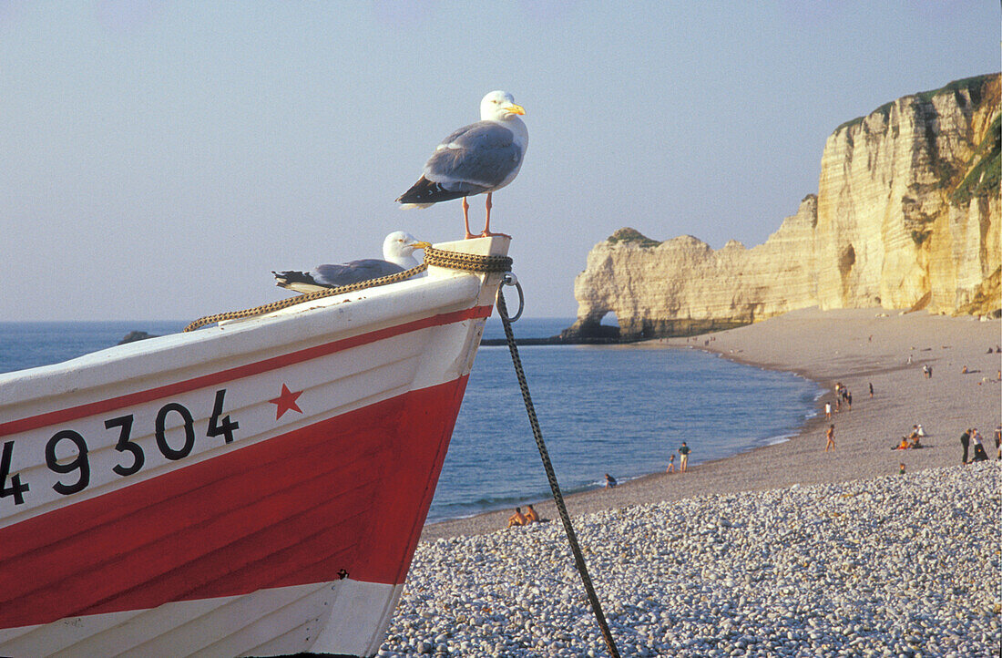 Fischerboot und Seemöwe, Küste von Etretat, Normandie, Frankreich