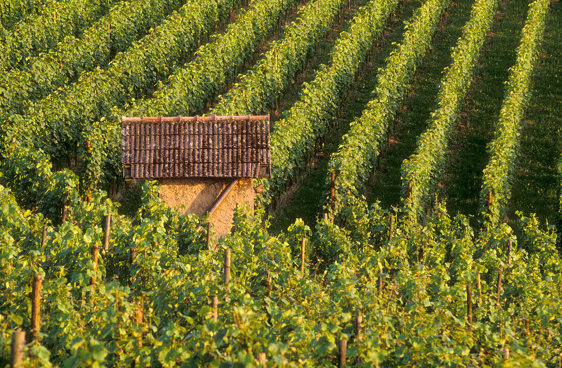 Vineyards near Heppenheim, Bergstrasse, Odenwald, Germany