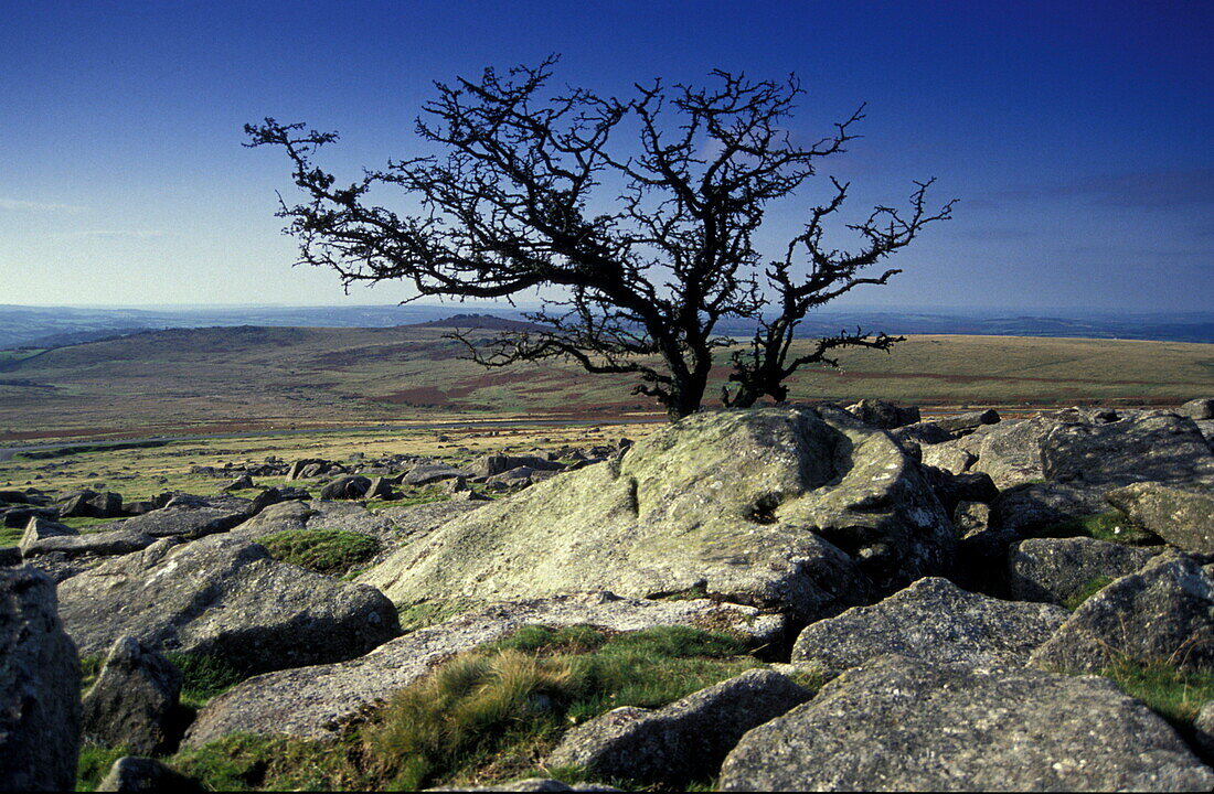 Tree, Devon, Dartmoor Europe, England