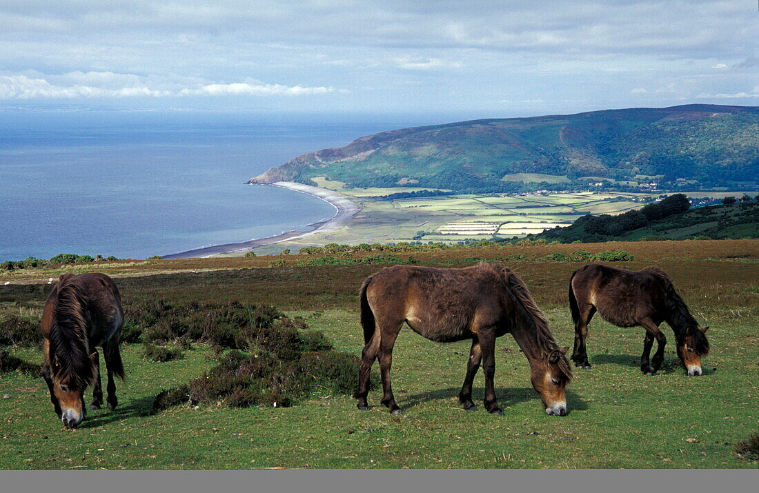 Exmoor, Somerset, Exmoor near Porlock Europe, England