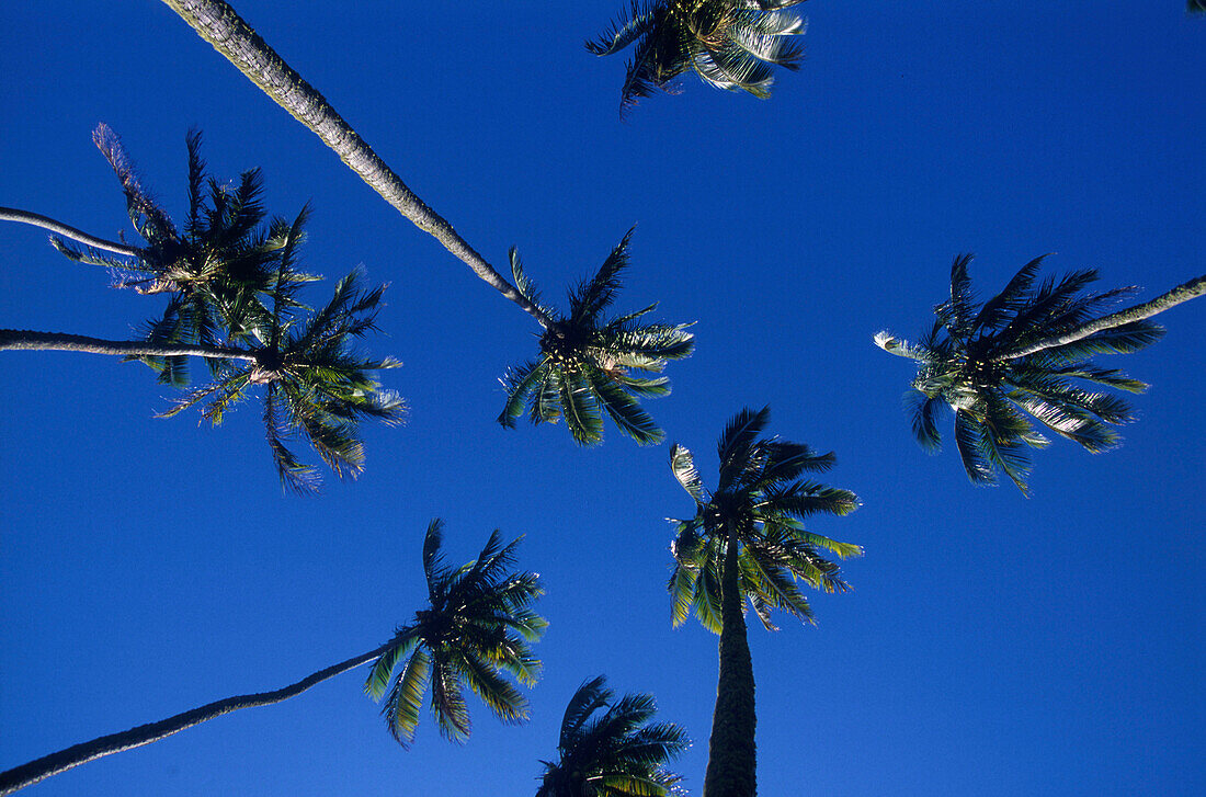 Kokospalmen von unten, Rarotonga Cook-Inseln
