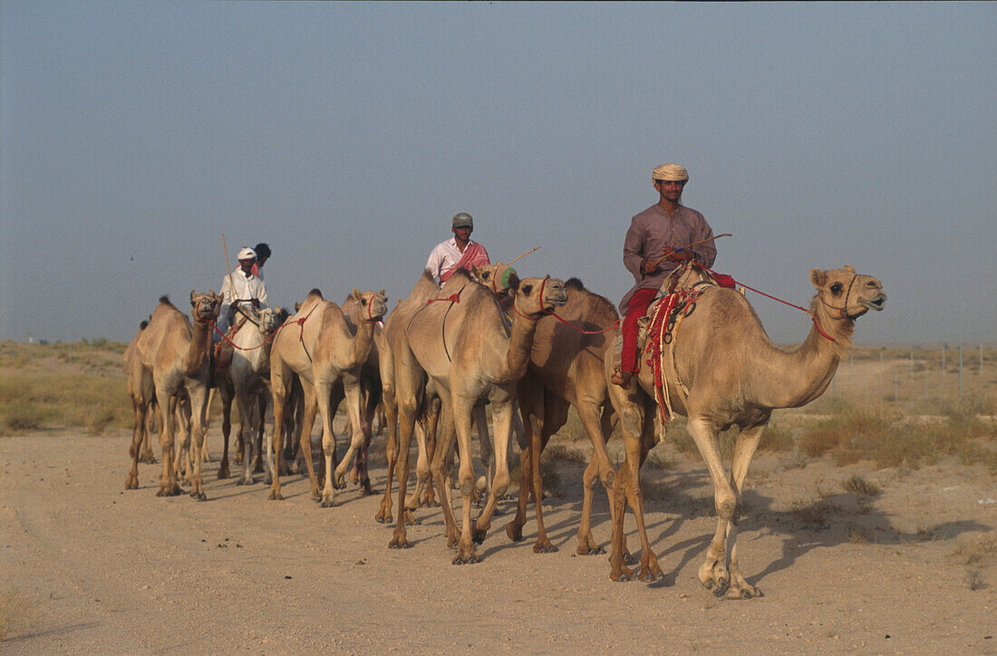 Camels, Duba, UAE