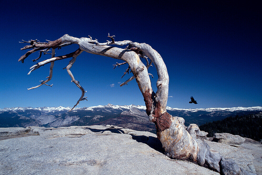 Twisted Jeffrey Pine, YosemiteNP, Kalifornien USA