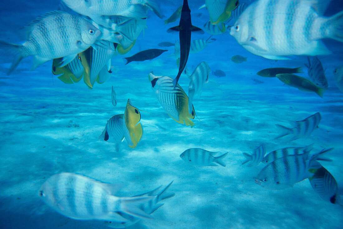 Unterwasserwelt, Südsee, Aitutaki Lagune Cook Islands