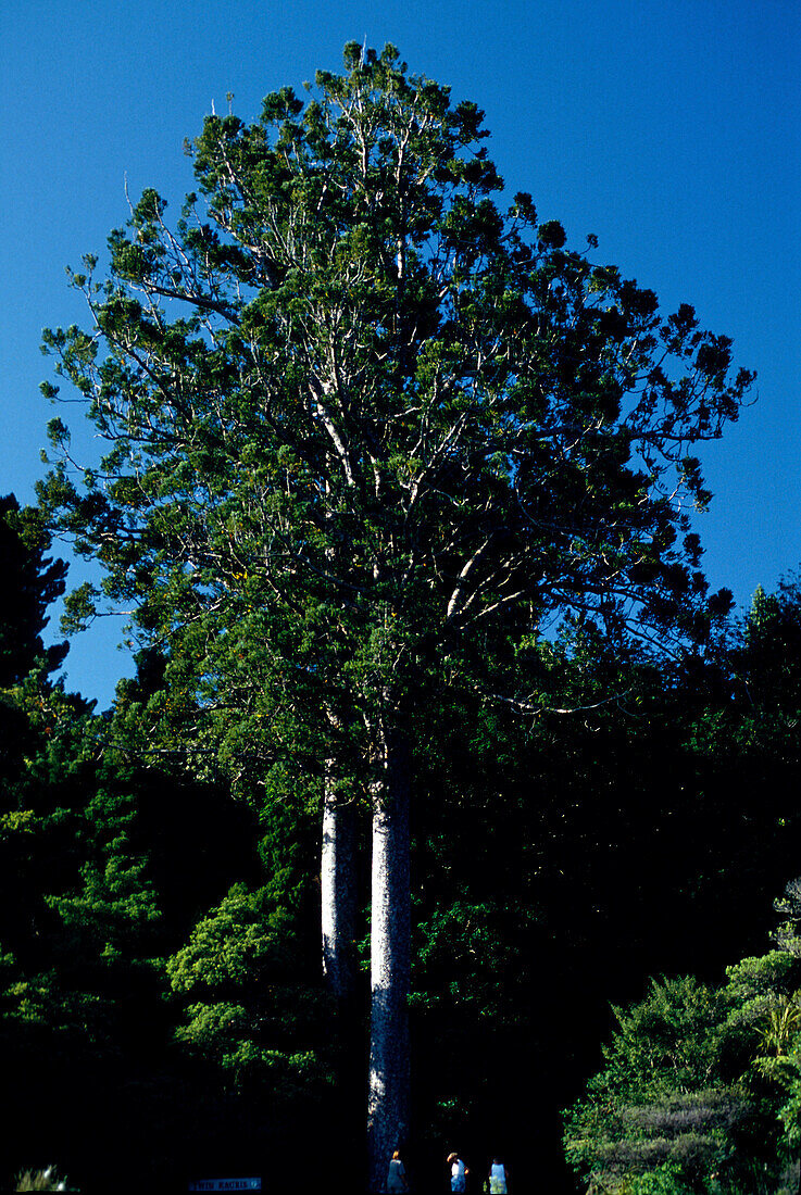 Twin Kauris, bei Tairua, near Tairua, Coromandel Peninsula Nordinsel, Neuseeland