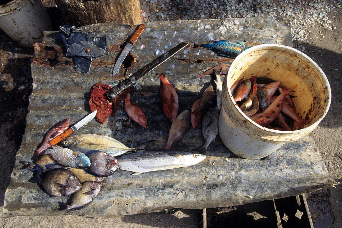 Disemboweling fish, Rozelle, Jamaica