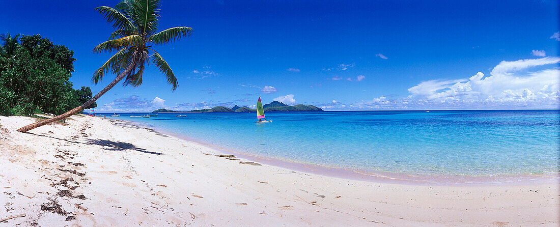 Coconut Tree on Beach & Hobie Cat Sailboat, Tokoriki Island Resort, Mamanuca Islands Group, Fiji, South Pacific