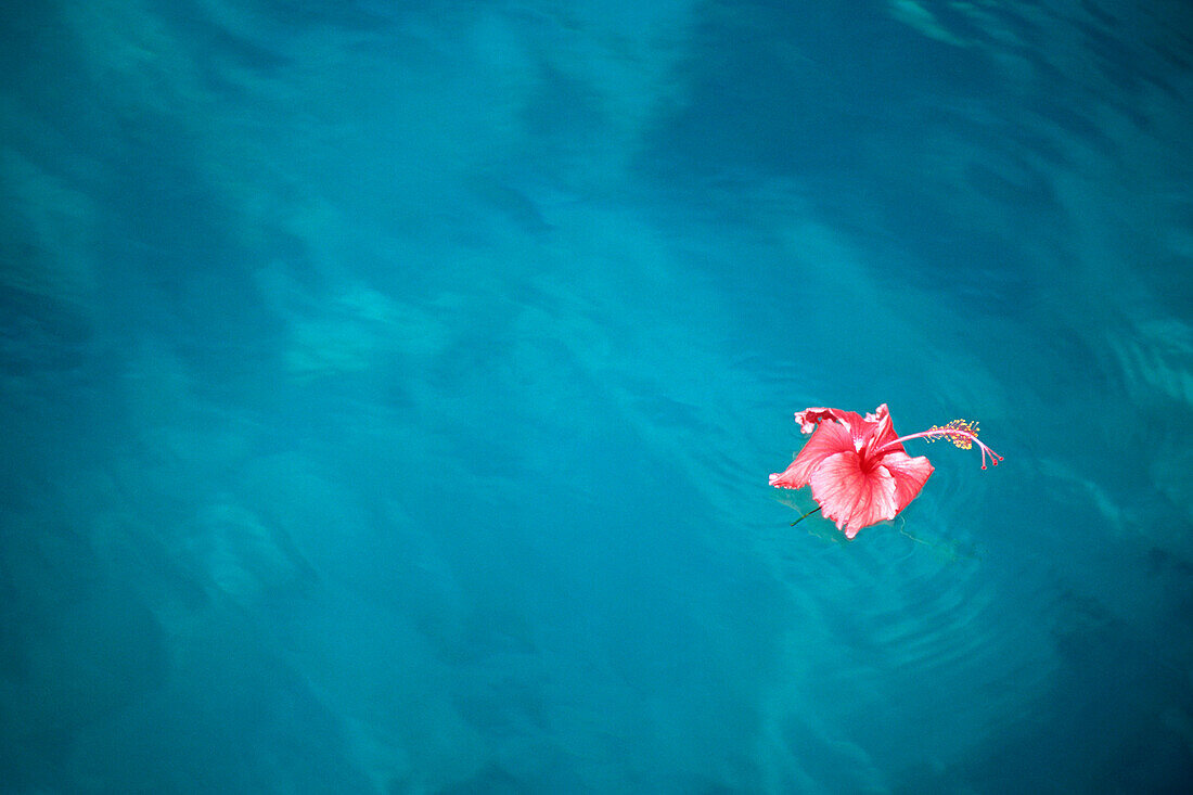 Floating Hibiscus Flower, Moorea French Polynesia