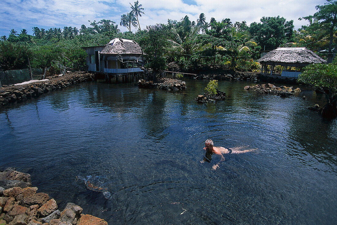 Swimming with Sea Turtles, Taomaga Turtle Cons.Area Satoalepai, Savai'i, Samoa
