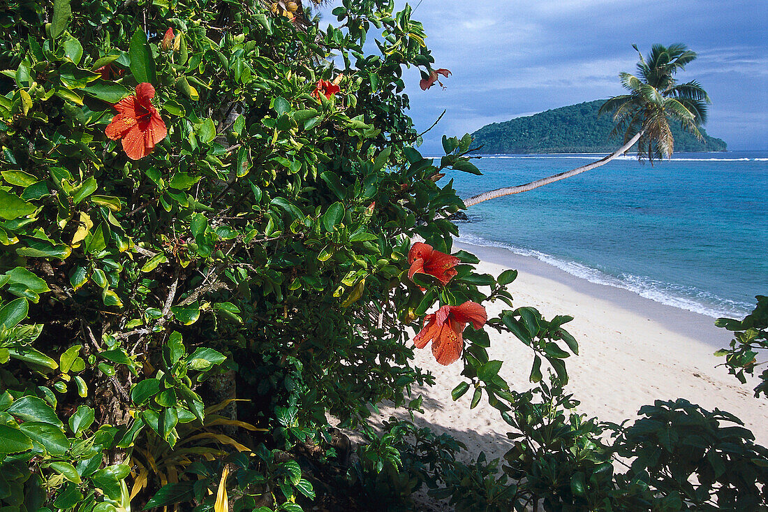 Hibiscus and Nu'utele Island, view from Saleapaga Upolu, Samoa, South Pacific