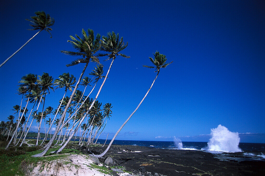 Coconut Trees and Blowholes, Taga, Savai'i Samoa