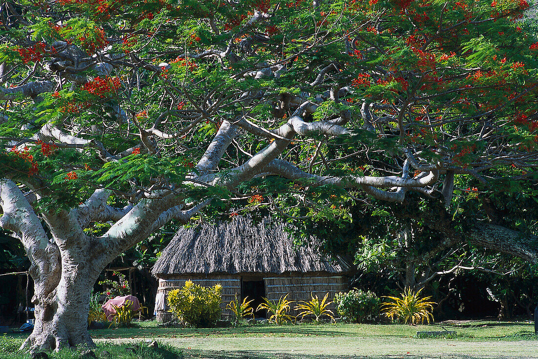 Flame Tree, Navotua Village, Blue Lagoon Cruise Nacula Island, Fiji