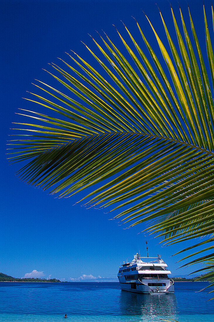 Palm and MV Mystique Princess, Blue Lagoon Cruise Nanuya Lailai Island, Fiji