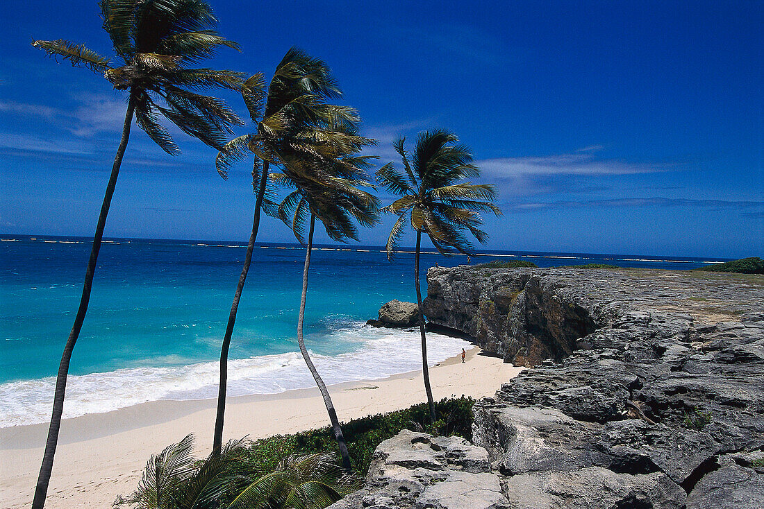 Coconut Trees, Bottom Bay, St.Philip Barbados