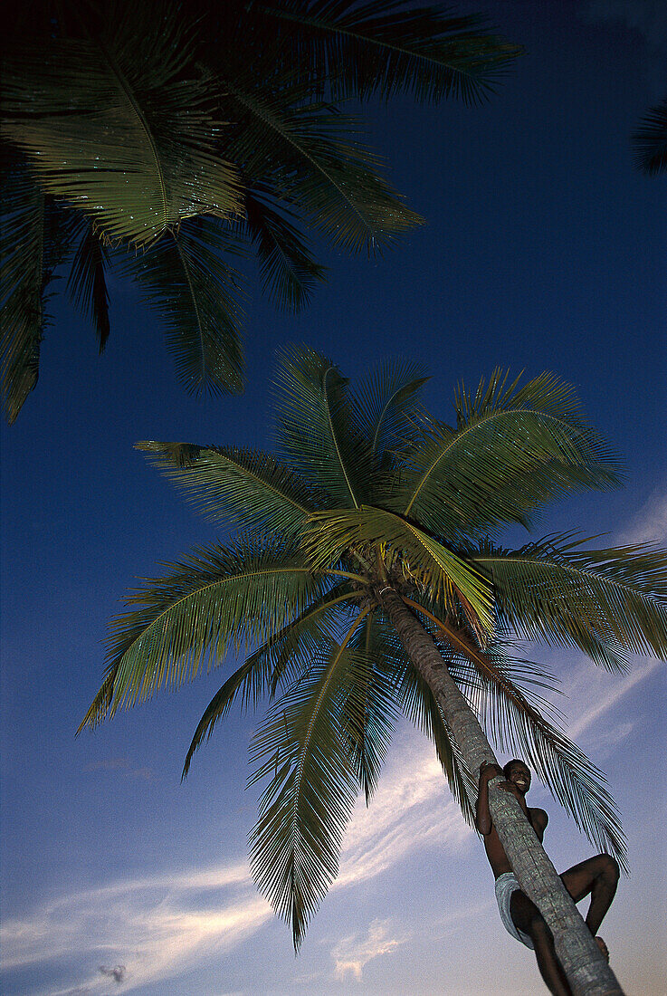 Climbing a Coconut Tree, Anse Chastanet, near Soufrière St. Lucia
