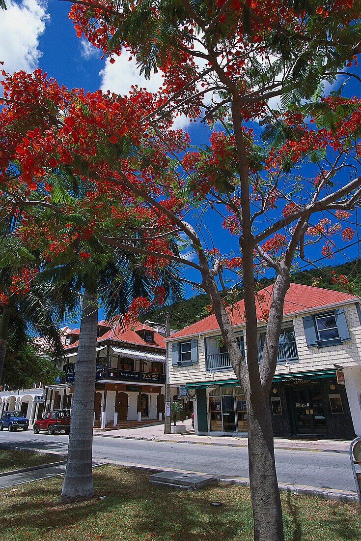 Flame Trees & Shops, Gustavia St. Barthelemey, Carribean