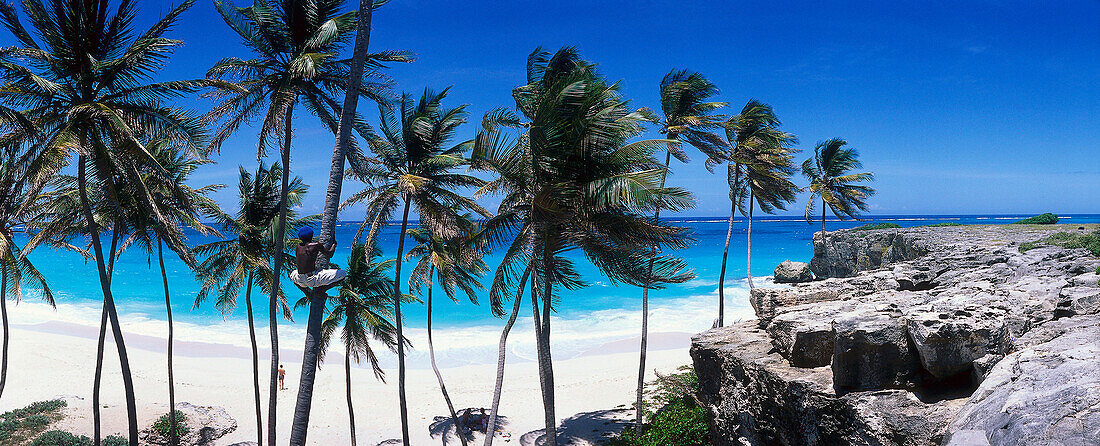 Man klettert auf Kokospalme an einem Traumstrand, Bottom Bay, Barbados, Karibik
