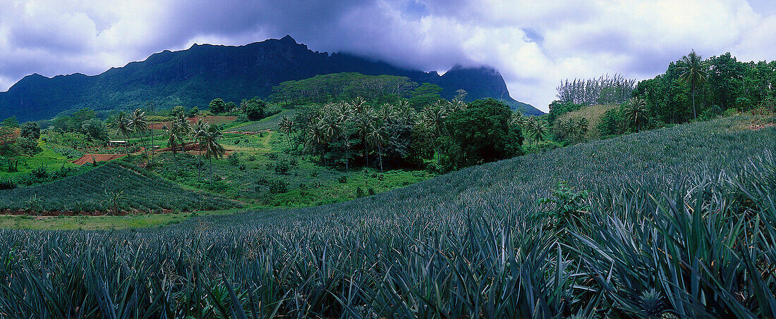 Pineapple Plantation in Paopao Valley, Moorea, French Polynesia, South Pacific