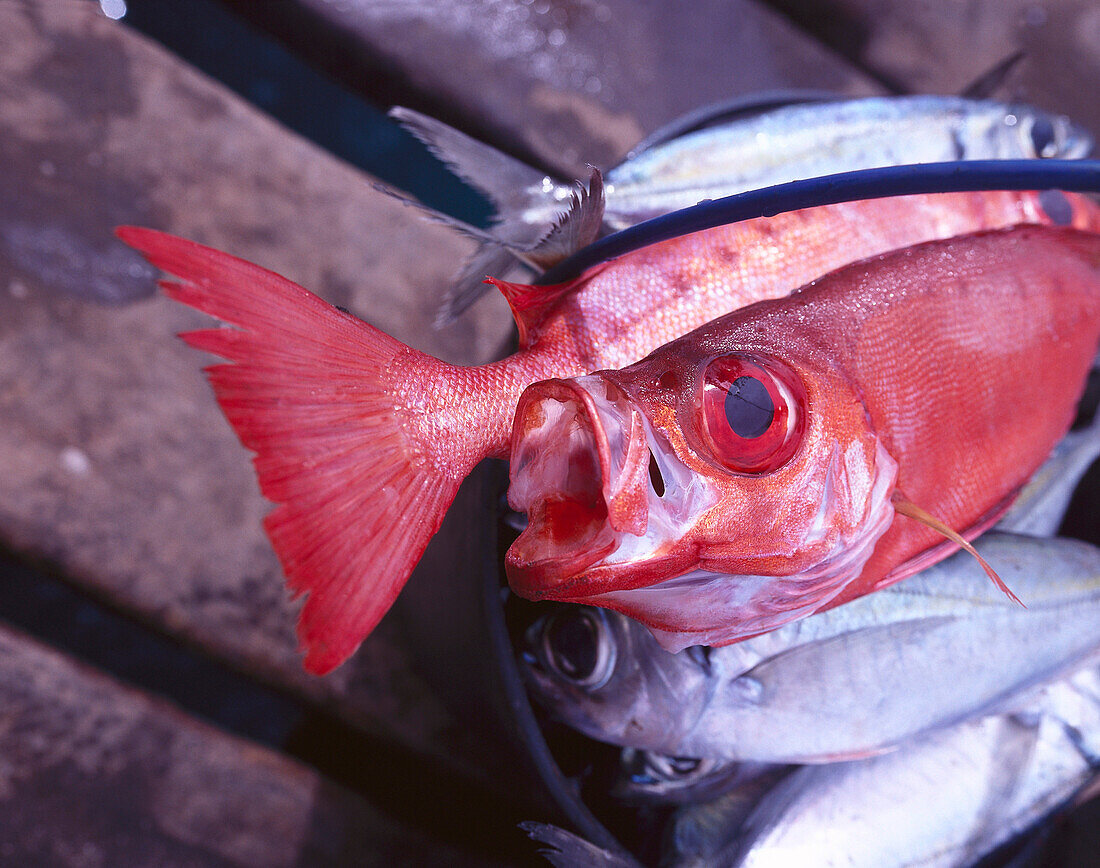 Fresh Catch, Sardines, Red Garupa, Island of Sal Cape Verde
