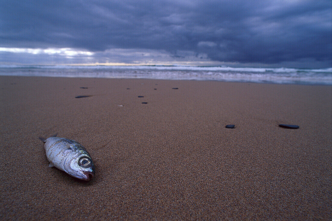 Gestrandeter Fisch, Costa Dourada, Algarve, Atlantic Ocean, Portugal