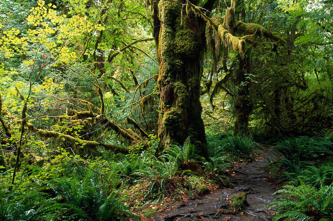 Hoh Rain Forest, Hoh River Trail, Olympic Nationalpark, Washington, USA